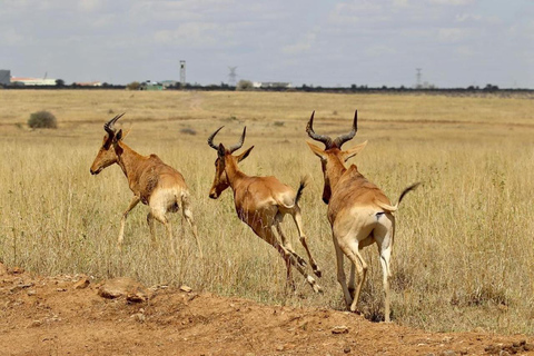 Park Narodowy Nairobi - półdniowa/całodniowa przejażdżka po parku