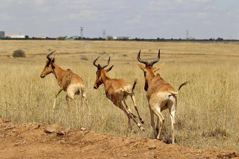 Excursión de medio día o día completo al Parque Nacional de Nairobi