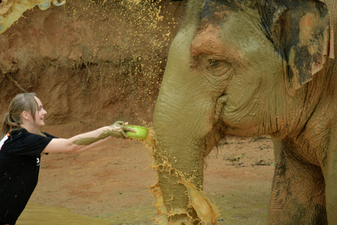 Phuket: Elephant Jungle Sanctuary Halvdagsbesök med måltid