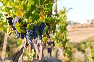 Von Florenz: Montepulciano, Pienza und Montalcino