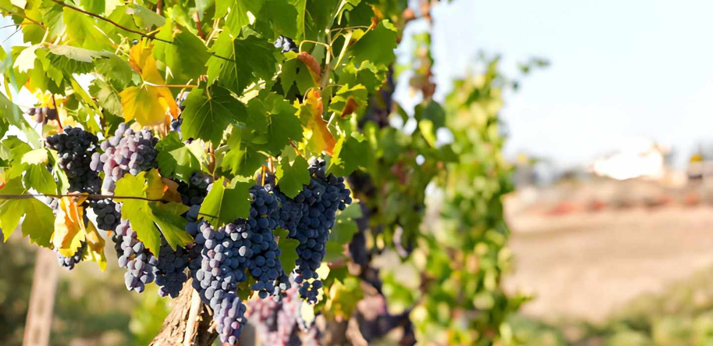 Von Florenz: Montepulciano, Pienza und Montalcino