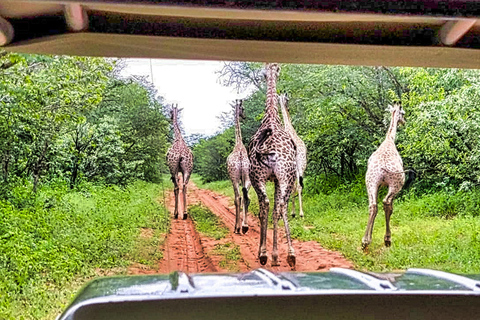 Chobe National Park Express Land Safari + Pickup