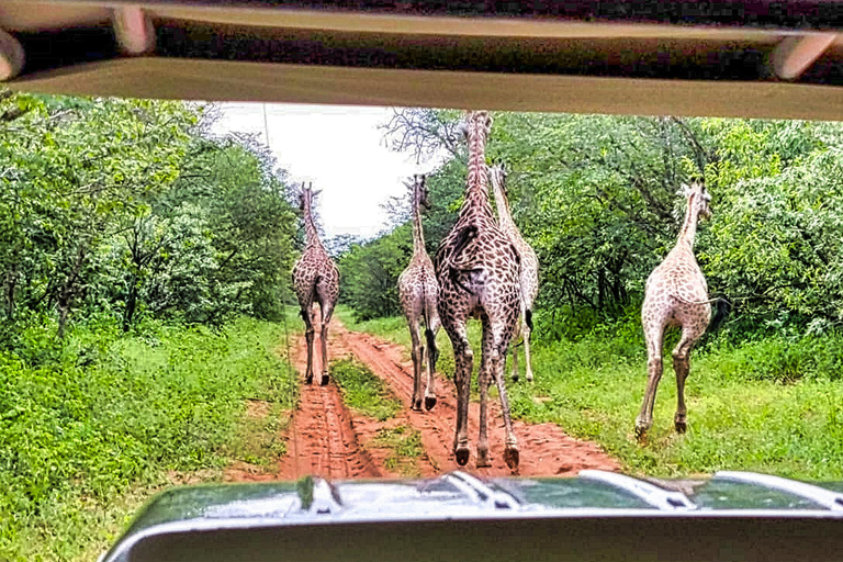 Chobe National Park Express Land Safari + Pickup