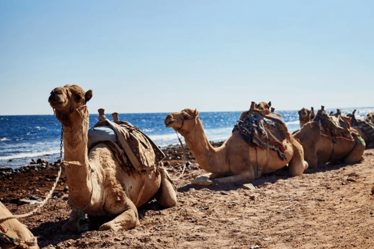 Sharm El Sheikh: Canyon, Blue Hole & Dahab Day Tour Blue Hole Explorer & Snorkeling Adventure