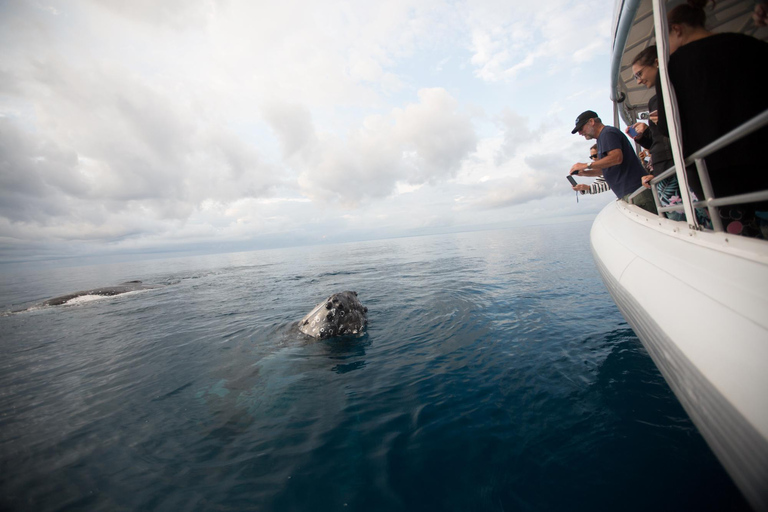Hervey Bay : L&#039;expérience ultime d&#039;observation des baleines