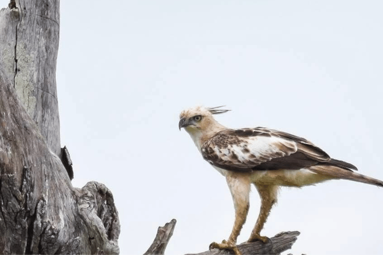 Anuradhapura: Wilpattu Safari, Kalu Diya Pokuna & Mihintale Stranded Budget Package