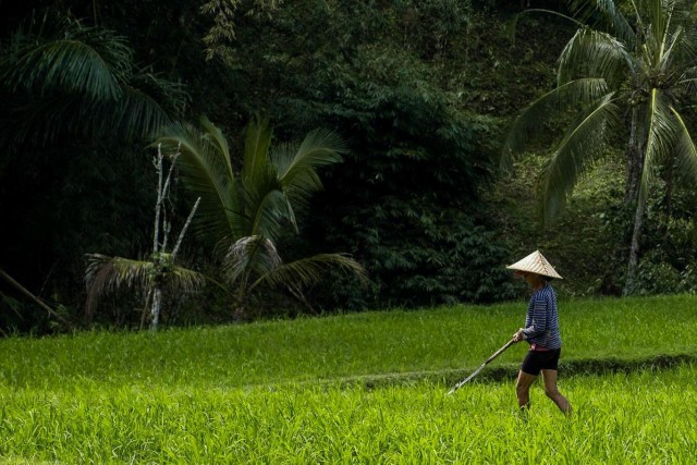 Ubud: Rice Terrace, Waterfall & Monkey Forest Guided Tour