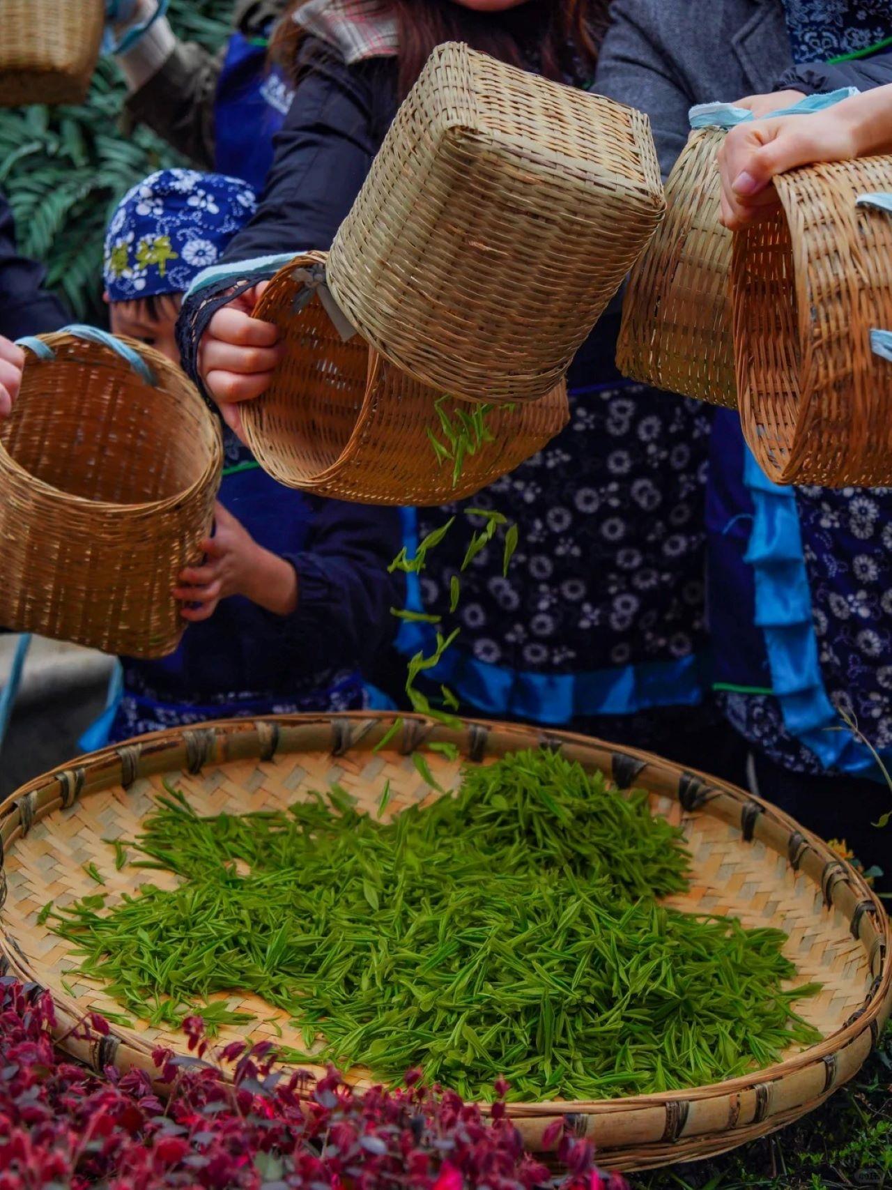 Chengdu: Teepflücken im Geburtsort der Teekultur