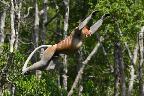 Kinabatangan River Trip from Sandakan with Lunch Included (Shared Tour) Kinabatangan River Trip Sandakan with Lunch