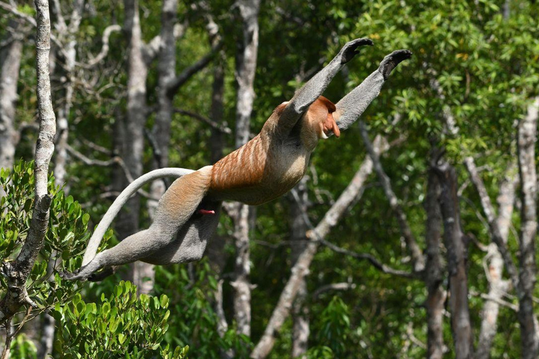 Kinabatangan River Trip from Sandakan with Lunch Included (Shared Tour) Kinabatangan River Trip Sandakan with Lunch