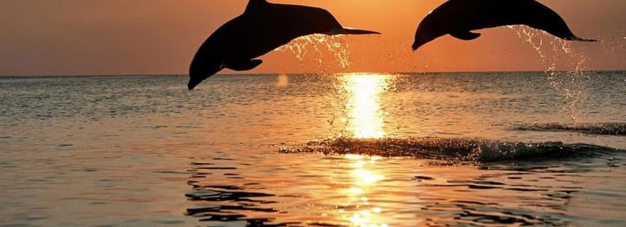 Bali : Observation des Dauphins et Plongée au Lever du Soleil à Lovina