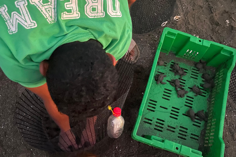 Isla Cañas: Newborn Turtle Release Tour with Breakfast
