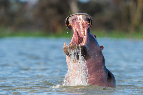 7-Day Kenya Classic Safari: Amboseli,Naivasha & Maasai mara