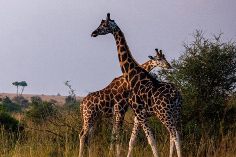 Kampala: Lake Mburo National Park 2-Day Safari Tour