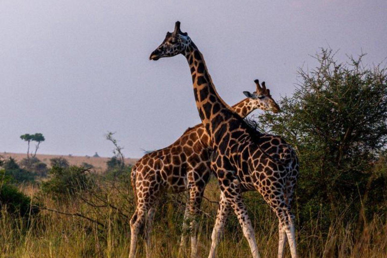 Kampala: Lake Mburo National Park 2-Day Safari Tour
