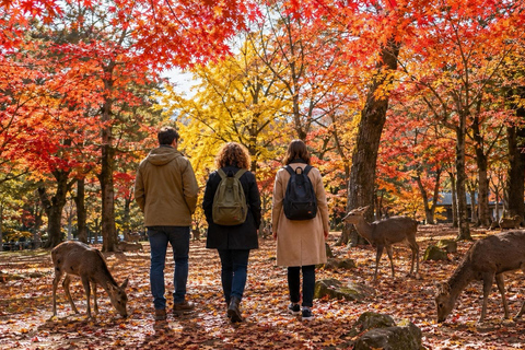 Nara: Autumn Colors, Deer & Historic Park Walk Early Bird 20% Off – Limited Autumn Offer