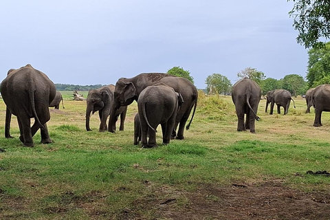 From Sigiriya: Private Safari Tour with Hotel Transfer