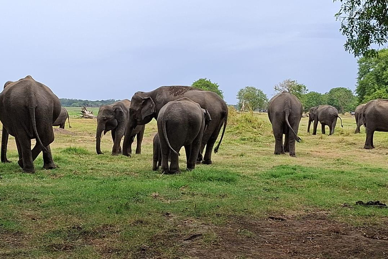 From Sigiriya: Private Safari Tour with Hotel Transfer