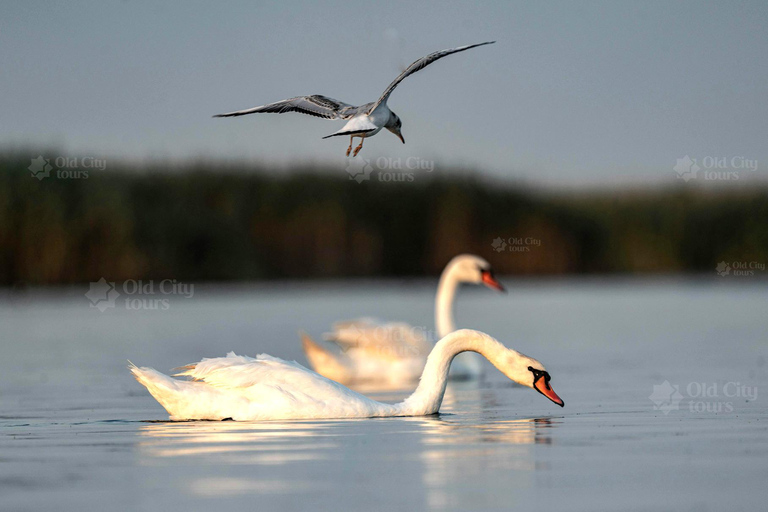 Shirvan Eco-Tour: Gazelles, Birdwatching & Village Lunch Private tour