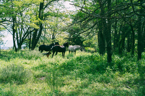 Nashville: 2-Hour Horseback Ride Through Creek Trails