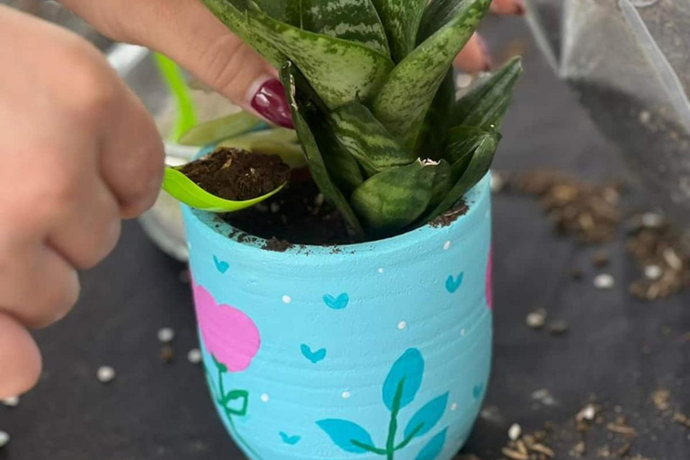 Create your succulent terrarium in the city of San José Create your succulent terrarium in San Jose