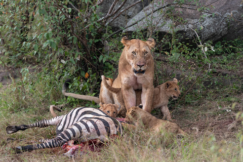 Nairobi: Safari de 3 dias em Maasai Mara com alojamento.AW