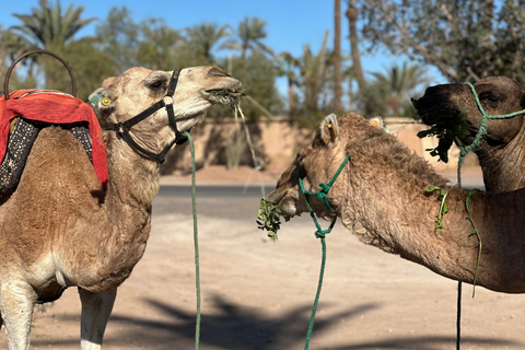 Camel Ride Adventure Through Marrakech’s Desert Villages