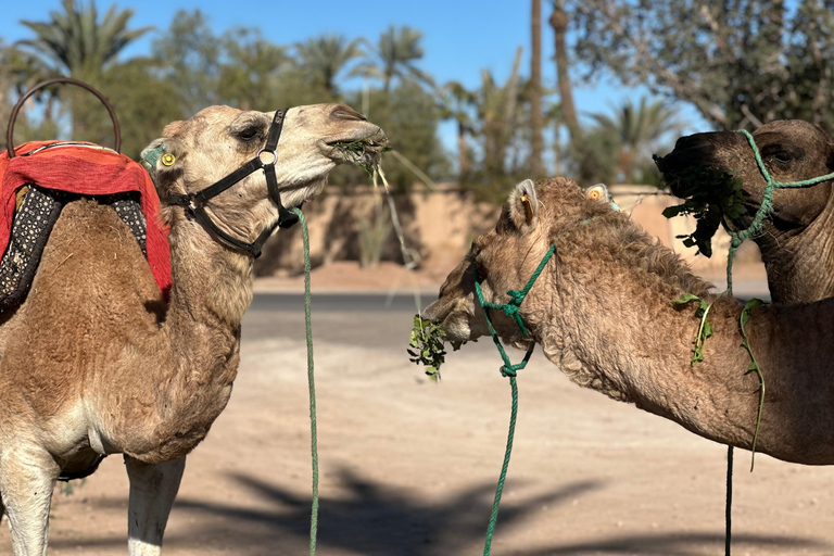 Camel Ride Adventure Through Marrakech’s Desert Villages