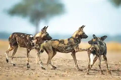 3 DAYS LUXURY SAFARI TO SELOUS/NYERERE PARK FROM ZANZIBAR