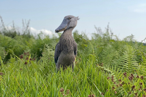 Entebbe: Walking Tour, Mabamba Shoebill & Coffee Experience