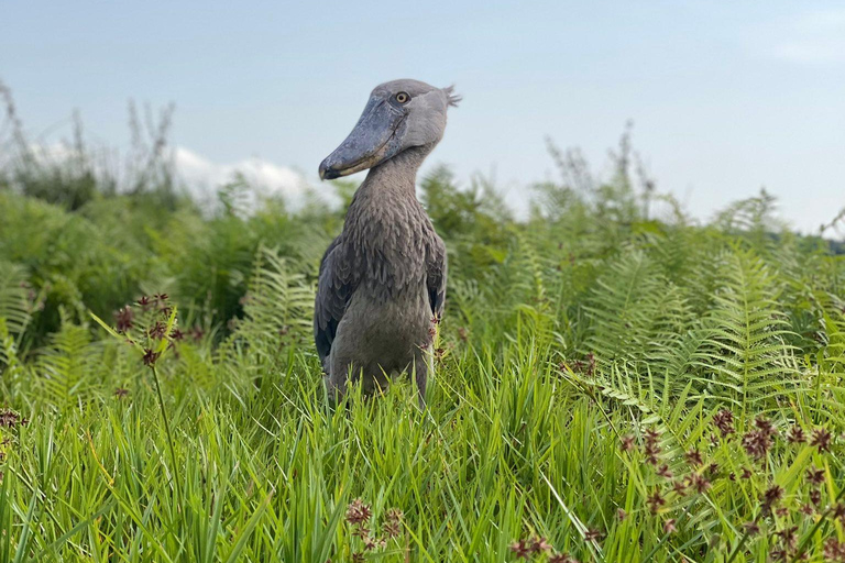 Entebbe: Walking Tour, Mabamba Shoebill & Coffee Experience