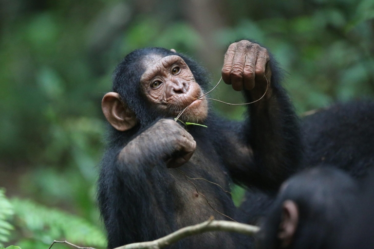 Tour (:) Uganda , Gorilla Trekking at Bwindi National Park