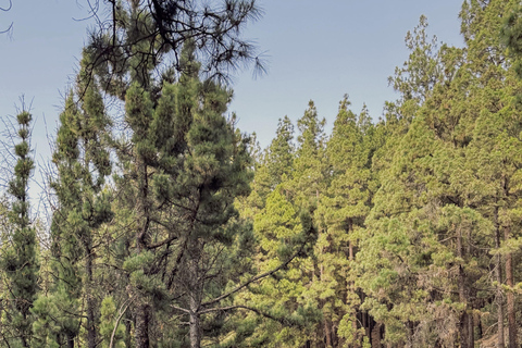 Puerto de la Cruz: Ascend Mount Teide on a quad bike to experience a magical sunset Individual Quad (1 person per quad)