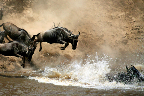 Kenya : 9 jours de safari dans le Masaai MaraKenya : 9 jours de safari dans le Maasai Mara