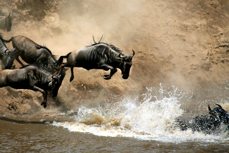 Kenya : 9 jours de safari dans le Masaai MaraKenya : 9 jours de safari dans le Maasai Mara