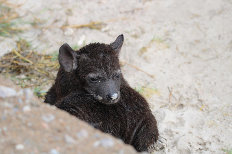 Windhoek: 3-Day Guided Safari in Etosha with Lodge