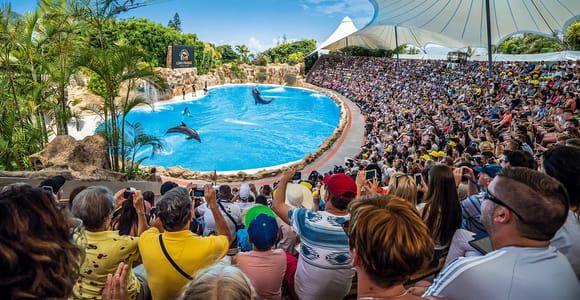 Tenerife: Loro Parque Entry Ticket