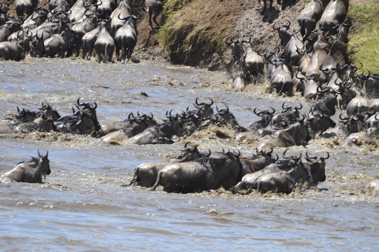 Arusha : 7 jours de safari au Serengeti et au Ngorongoro