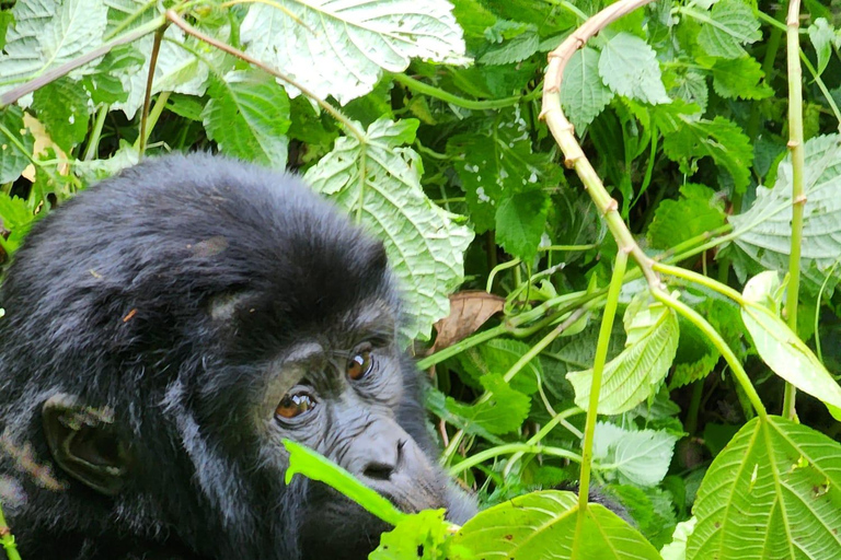 Safari económico de 3 días de senderismo por los gorilas en Uganda