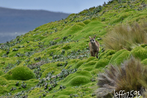 Antisana nationalpark - spaning efter andinska kondorer