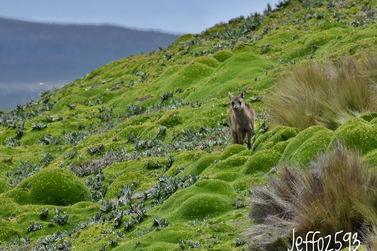 Antisana nationalpark - spaning efter andinska kondorer