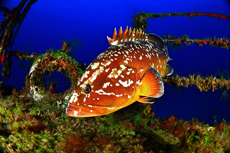 Caniço: Scuba Diving Experience for Beginners Ocean Experience