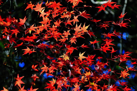 Kobuleti Reserve, Petra Fortress & Garden Tour