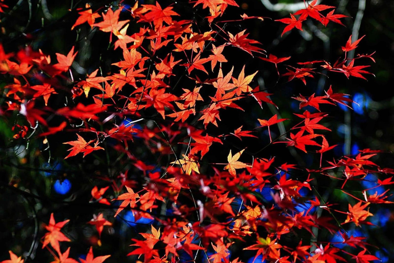 Kobuleti Reserve, Petra Fortress & Garden Tour