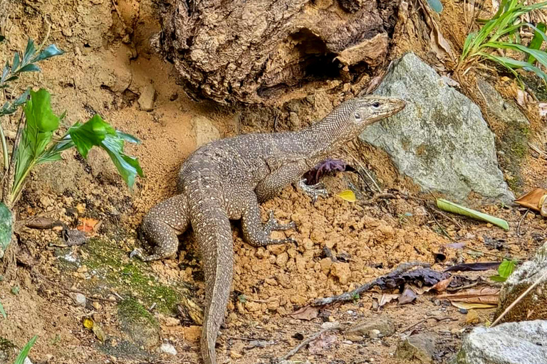 Khao Sok: Half-Day & Night Wildlife Trek and Jungle Dinner Option 6: Half-Day & Night Trek with Dinner From Khao Lak