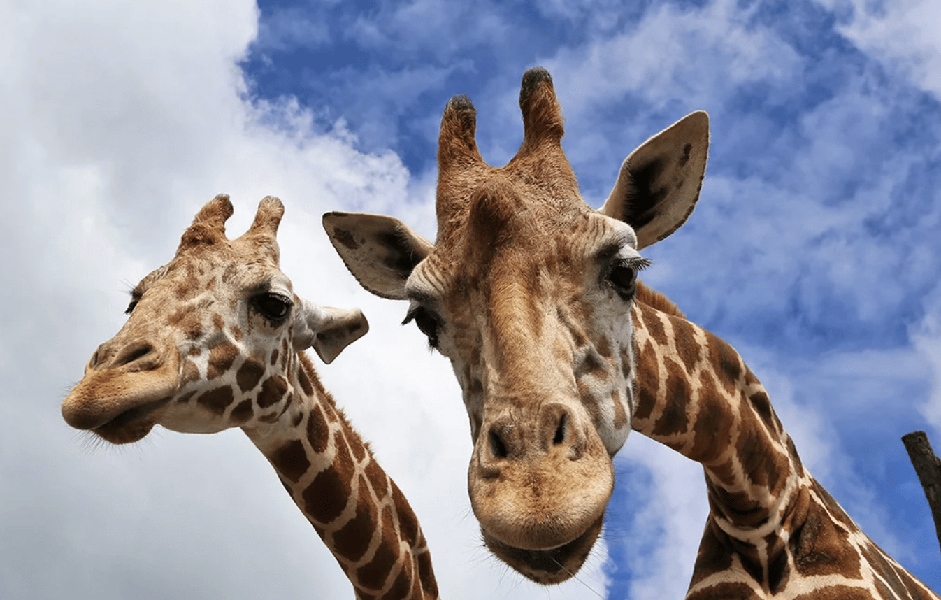 Beppu: Kyushu-Safari mit dem Auto & Yufuin, Umi-Jigoku-Tagestour