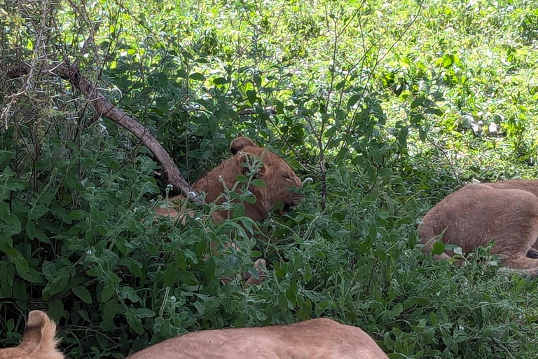 Arusha: 4 giorni di safari nel Serengeti e nel cratere del NgorongoroSafari privato