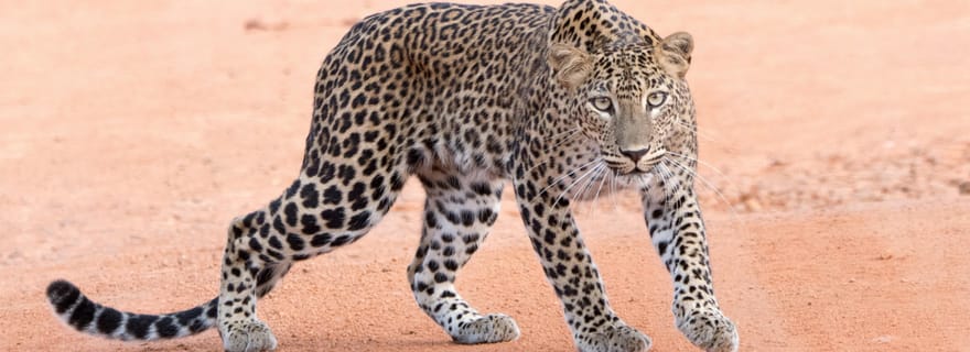 Safari à Yala depuis le port de Hambantota (Excursion à terre)