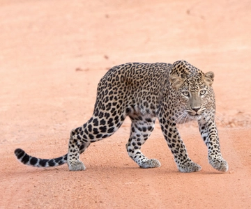 Yala Safari Tour vanuit Hambantota Havengebied (Excursie aan wal)
