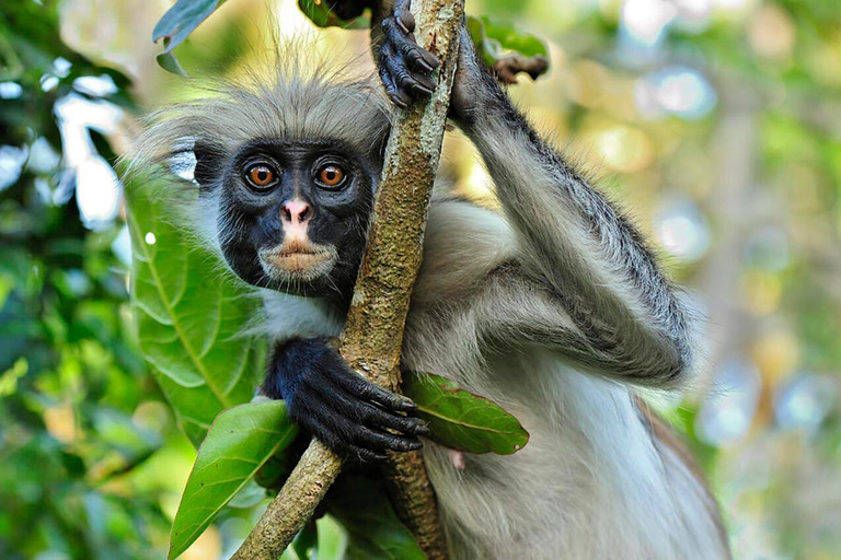 Zanzibar: Viagem de meio dia na Floresta JozaniCom embarque nos hotéis do sul